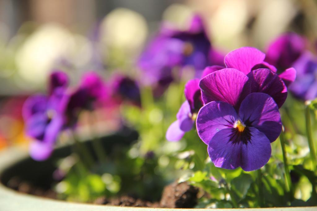 Huisje En B&B Green Cottage Groesbeek Dış mekan fotoğraf
